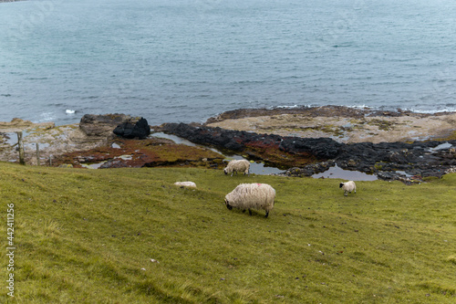 Schafherde am Meer in Schottland