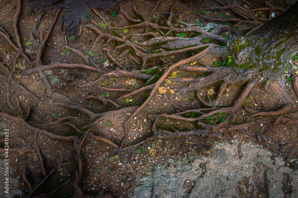 Obraz premium lizard on the tree