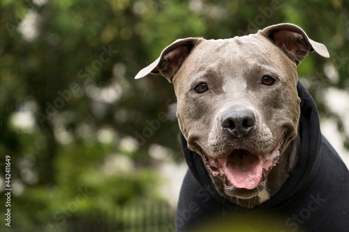 Pit bull dog in a black sweatshirt playing in the park on a cold day. Pit bull in dog park with ramp  green grass and wooden fence.