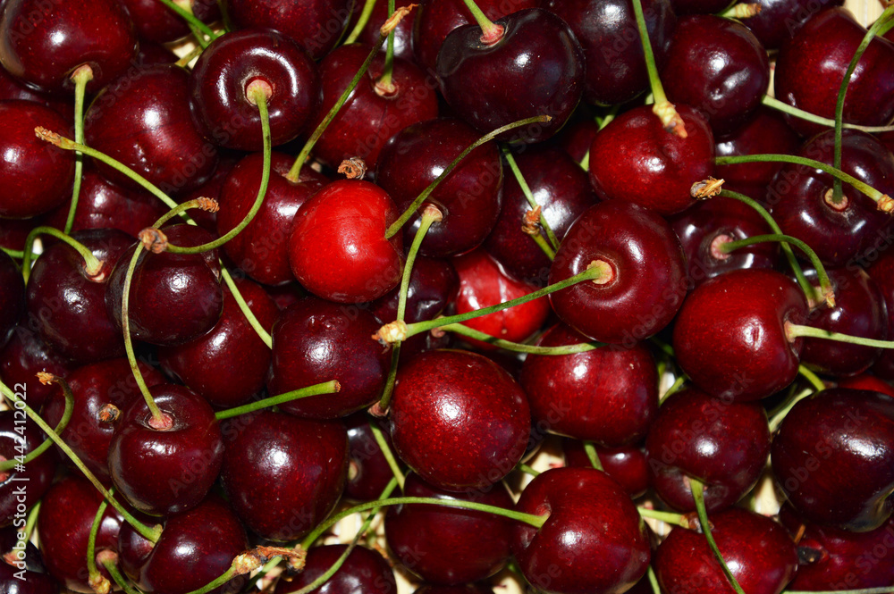 ripe red cherry. delicious sweet berry. background for the design. ripe red cherry. delicious sweet berry. background for the design.