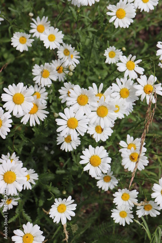 Margeriten auf der Wiese.