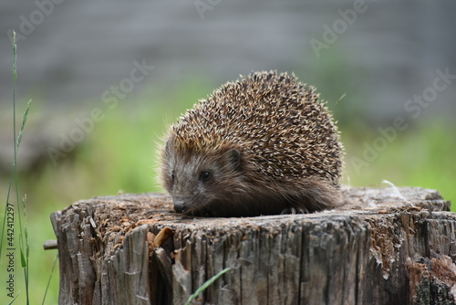 Frightened hadgehog sitting on the wood,wildlife summer photo photo