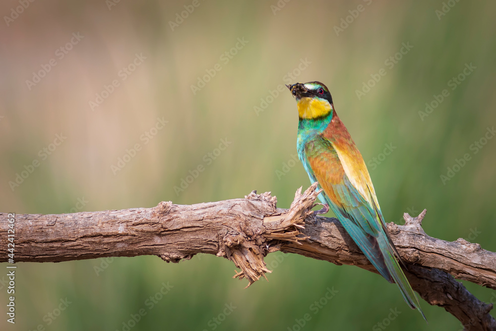 Colorful bird and its hunt. Yellow green nature background. Bird: European Bee eater. Merops apiaster. 