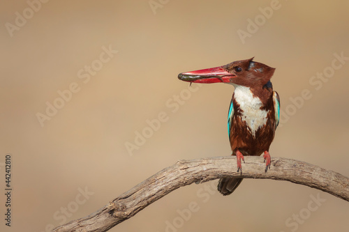 Colorful bird. Yellow nature background. White throated Kingfisher.  photo