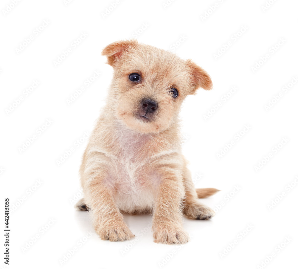 One small dog. One small dog.