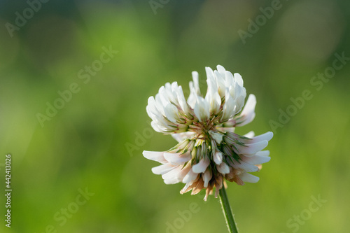 White clover in the summer meadow.