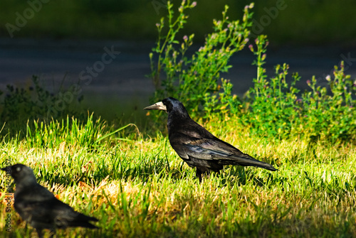 Gawron  (Corvus frugilegus) na trawniku .
