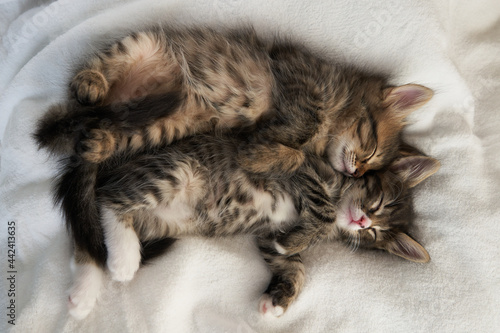 two kittens are sleeping in an embrace tenderly hugging kittens hugging each other on a white soft background