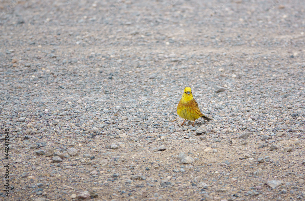 Obraz premium a male yellowhammer (Emberiza citrinella) on a stone track, Salisbury Plain Wiltshire