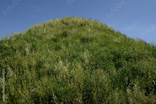 Fotografia grassy hill on a sunny summer day