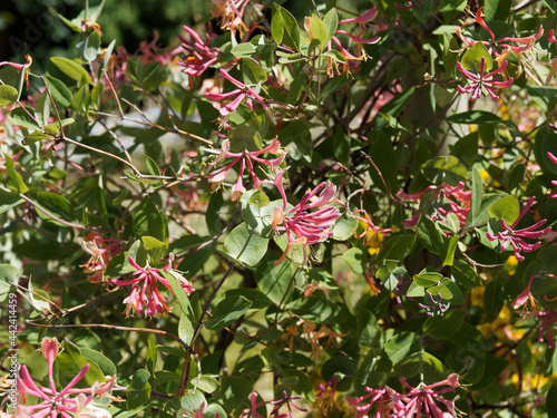 (Lonicera heckrottii) Chèvrefeuille à flamme dorée, arbuste buissonnant à fleurs en trompettes roses foncé à lèvres jaunes, saumonées, blanches et rouges, feuilles ovales vert bleuté photo