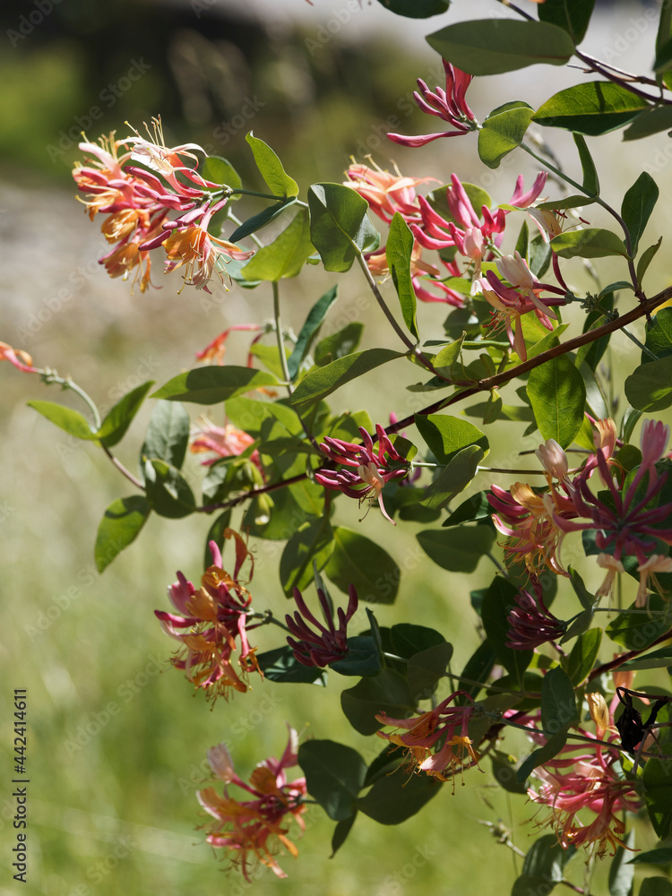 Chèvrefeuille Gold Flame - Plante Grimpante Parfumée, Fleurs Jaunes-rouges - Résistant Au Froid - Pour Treillis, Pergola - Attire Les Pollinisateurs