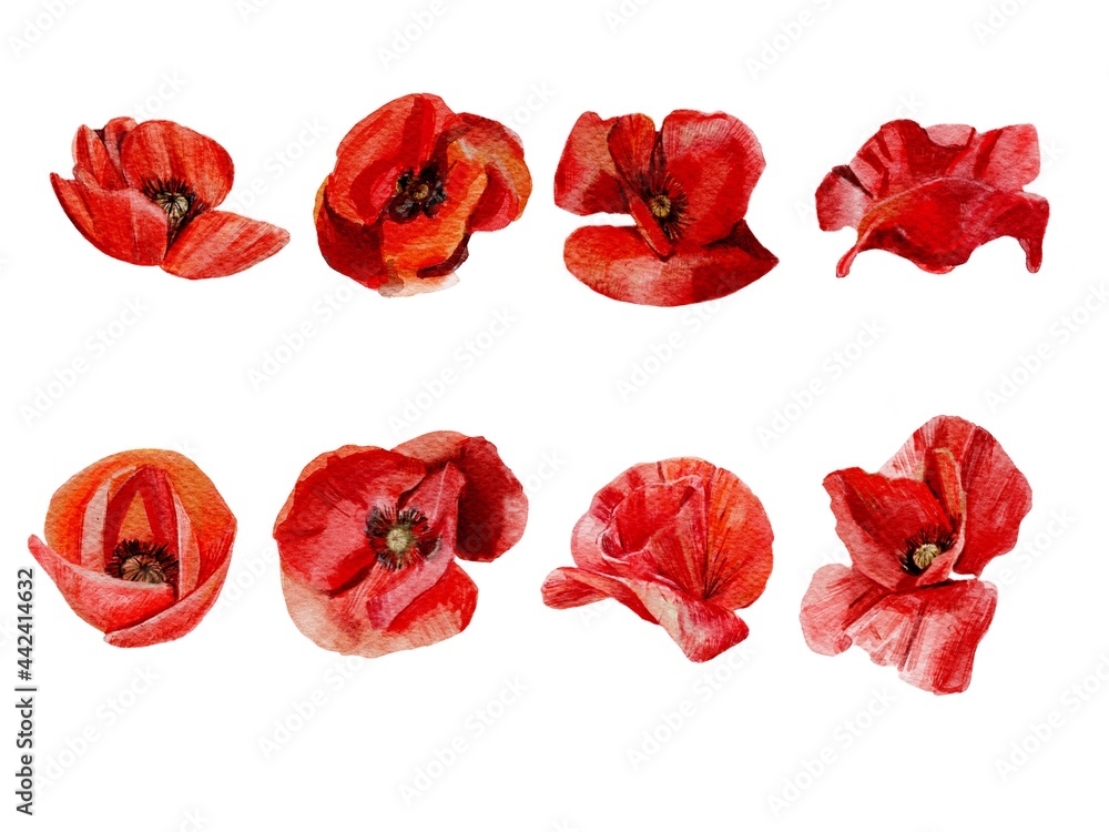 set of red poppies set of red poppies