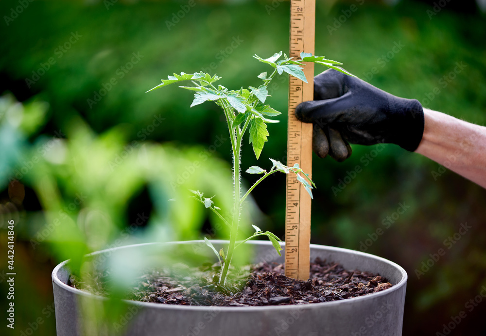 Ruler measuring growth on a newly planted tomato plant in a