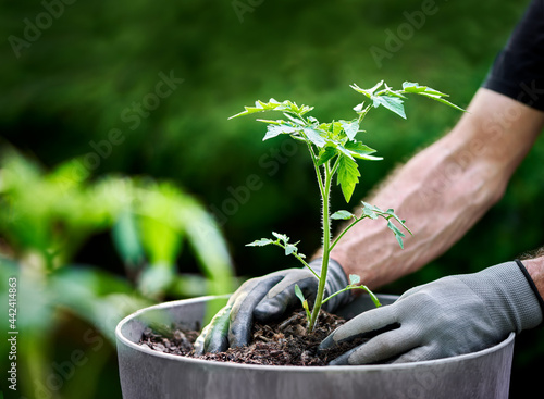 Billede på lærred Hands transplanting tomato plant into a pot for a container garden