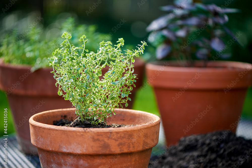 Newly planted herb, majoram, in container garden with basil and thyme background Newly planted herb, majoram, in container garden with basil and thyme background