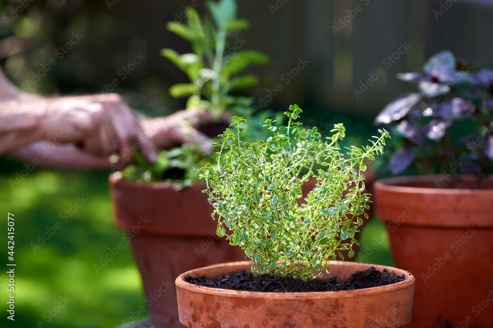 Male hands planting herbs into pots for container garden Male hands planting herbs into pots for container garden