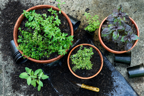 Overhead view of freshly planted herbs growing in container garden pots