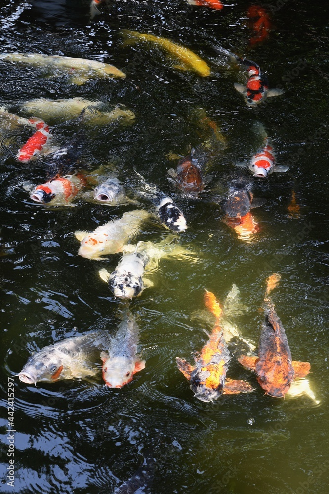 Japanese'Nishikigoi'is a popular carp as a'Swimming jewel'in Japanese