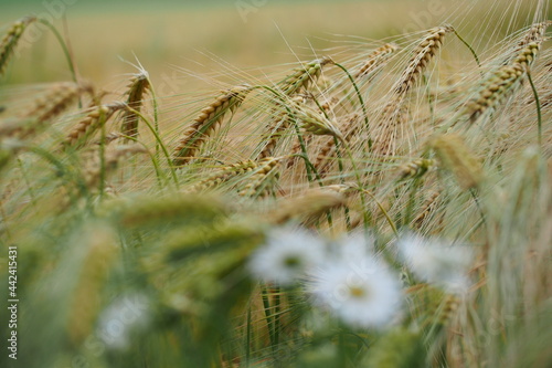 champ de blé orge escourgeons avec marguerite en avant plan flou fond décoratif illustratif photo