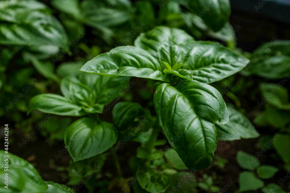 Fresh basil in the garden Fresh basil in the garden