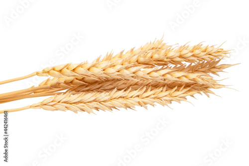 Dried grain wheat isolated on the white background