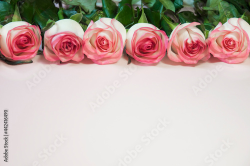 fresh rose flowers lie in a row on a pink background  greetings  postcard. High quality photo