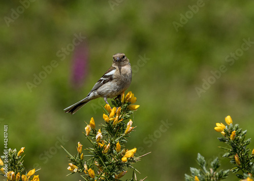 Female Chaffinch sat on top of a yellow gorse bush.