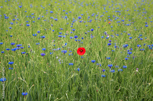 the single red flower among blue flowers growing on green sommer field