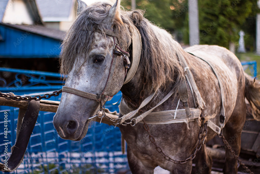 Obraz premium The gray horse is in the bridle
