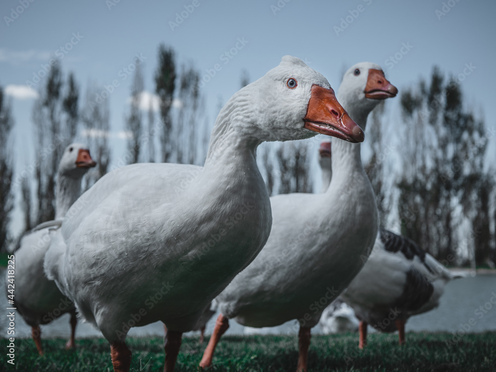 geese on the woods geese on the woods