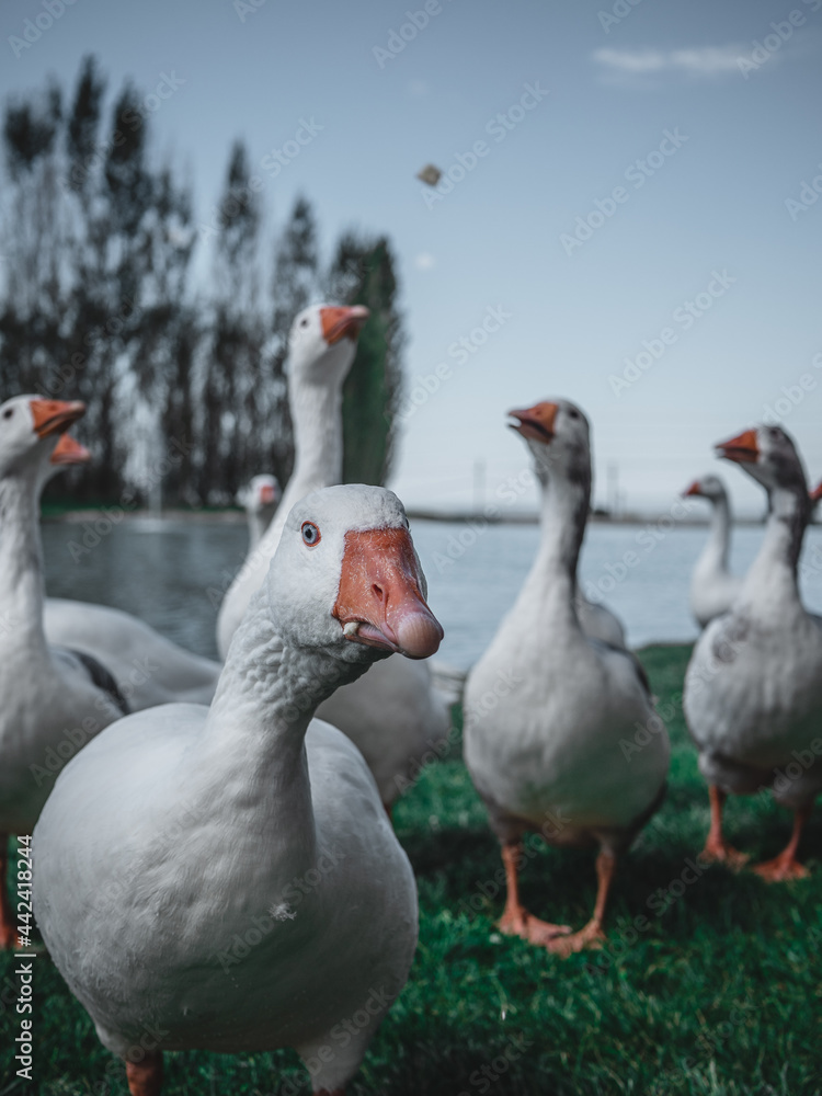 geese on the woods geese on the woods