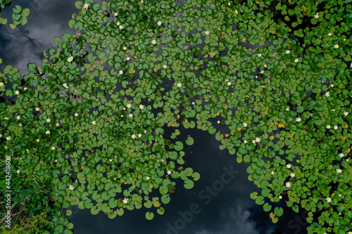 water lilies on a pond in forest