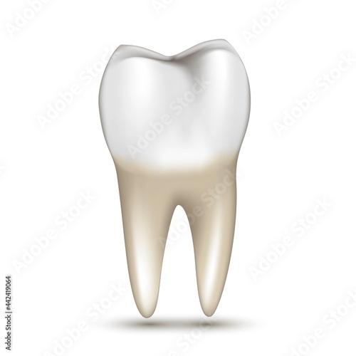 White tooth with root on white background
