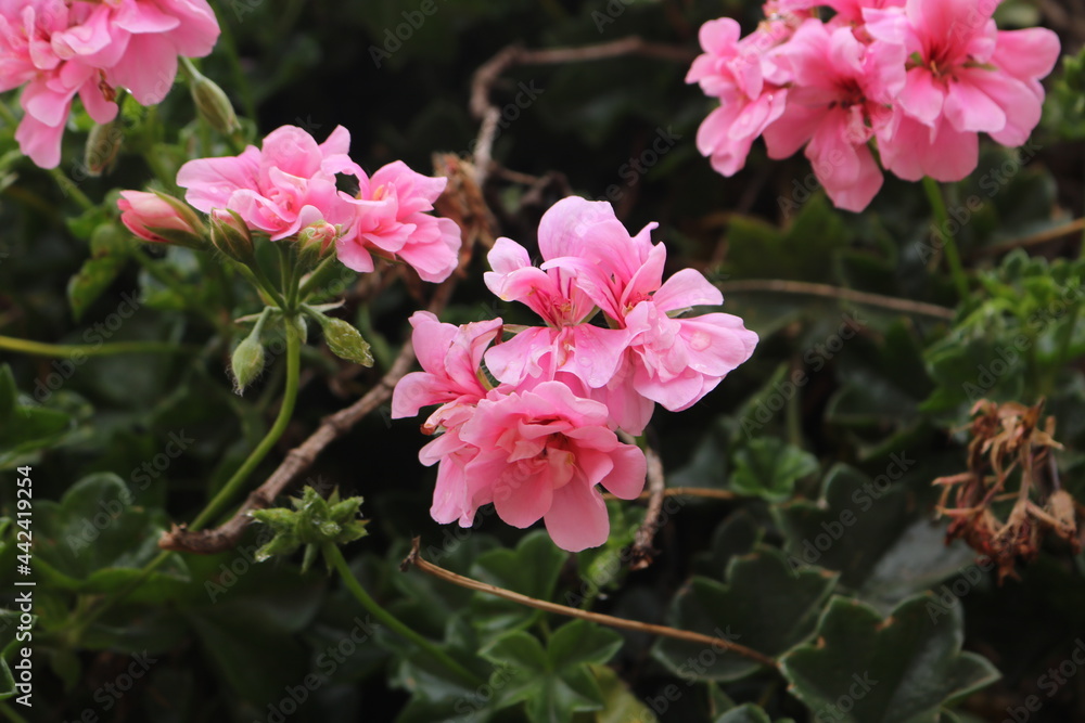 Wild flowers in the streets of Cusco, Peru Wild flowers in the streets of Cusco, Peru