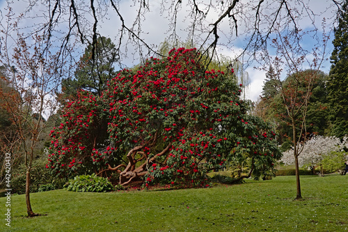 Big magnolia bush with red flowers in the Japanese garden of Powerscourt estate, Enniskery, Wicklow county, Ireland
 photo