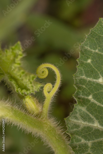 Detail of an outbreak in a pumpkin plant with vivid colours at the begining of the spring. Name of the plant is Cucurbita moschata. Macro Photography