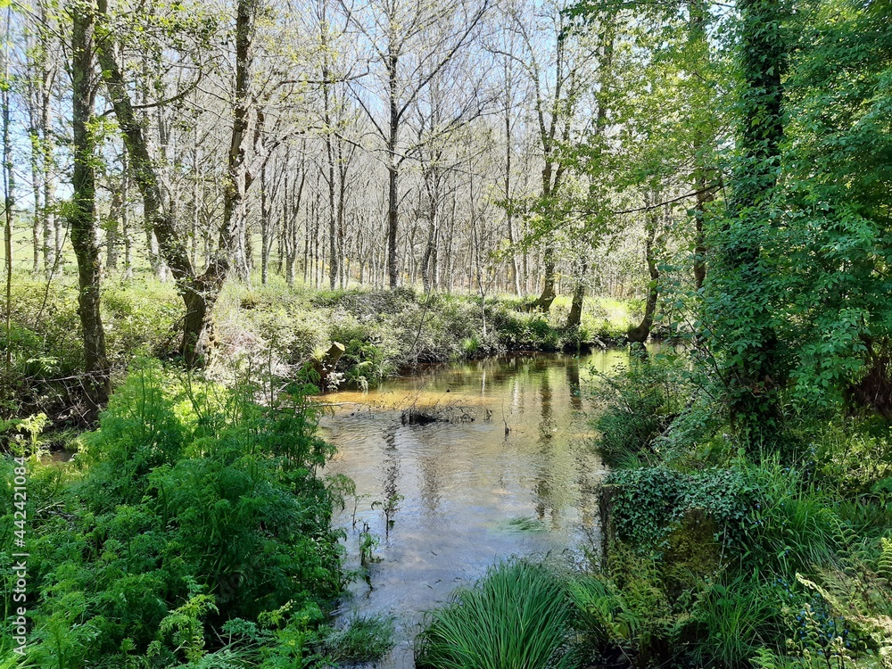 Caudal del río Forxa en Guitiriz, Galicia Caudal del río Forxa en Guitiriz, Galicia