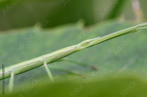 Phasmid in marginal forest in a chestnut leaf photo