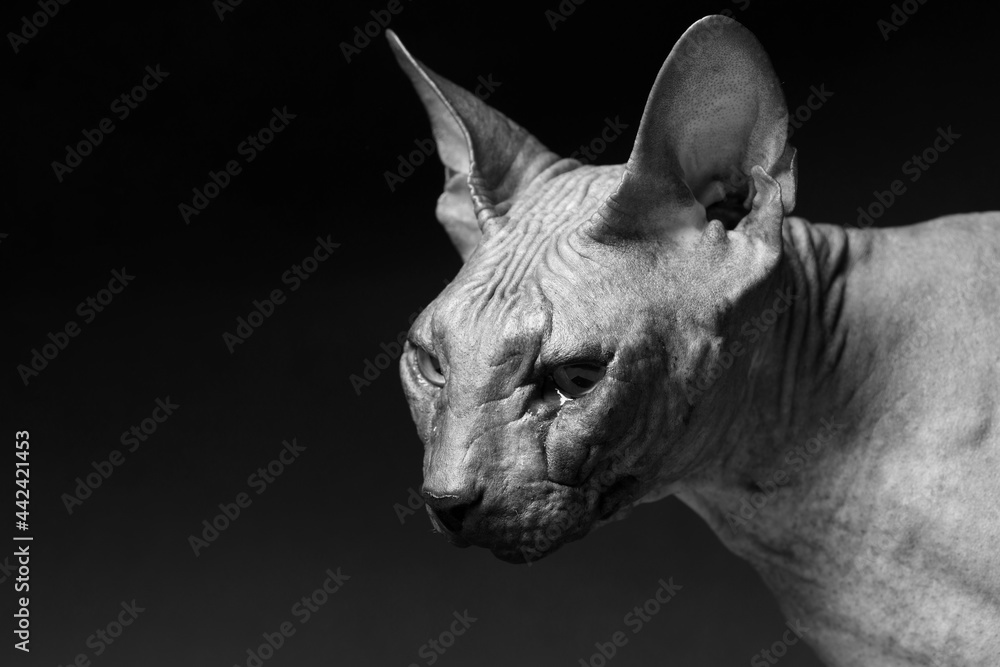 Cat of breed sphinx. Naked cat. A kitten without wool. Dark background. Black and white photo.