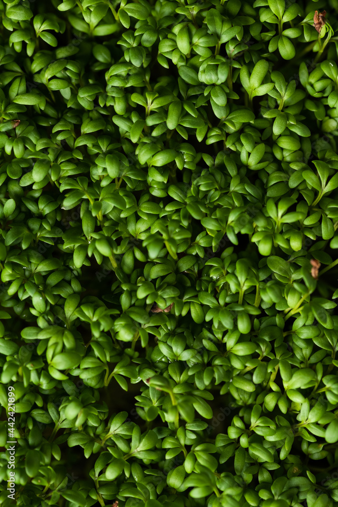 Obraz premium fresh microgreens for food decoration