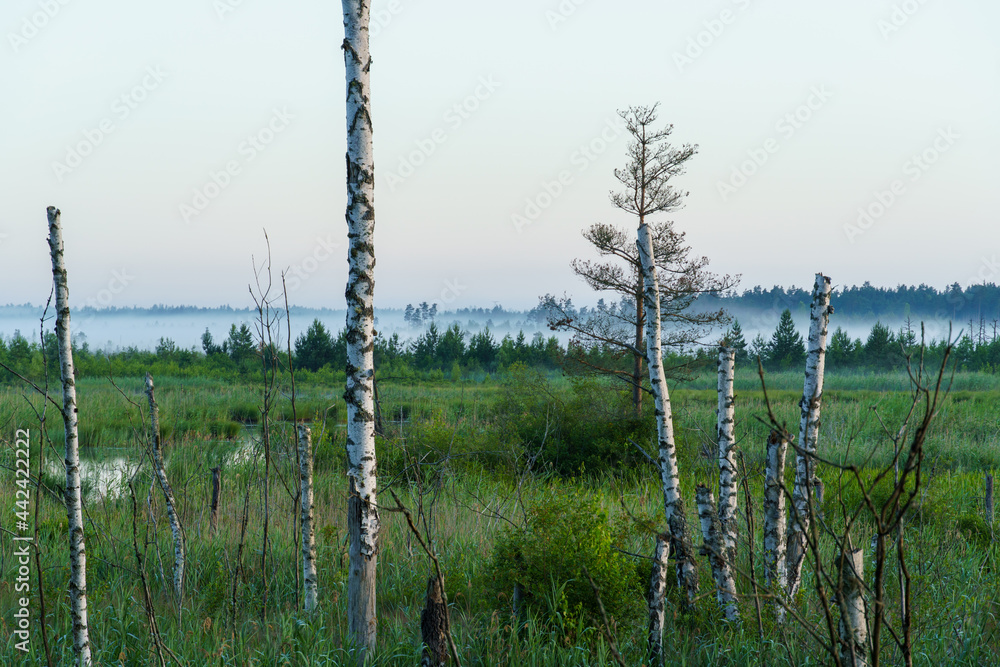 Obraz premium Dawn with old trees and sky by the lake