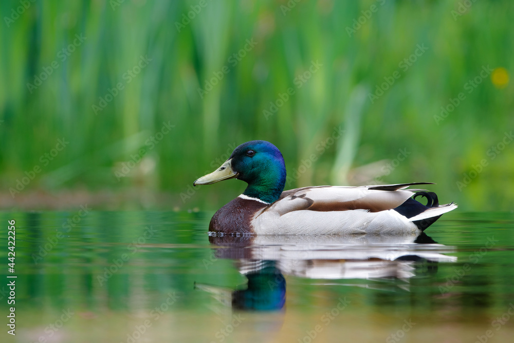 Mallard or wild duck (Anas platyrhynchos) male swimming in a pond in the Netherland with a green background Mallard or wild duck (Anas platyrhynchos) male swimming in a pond in the Netherland with a green background