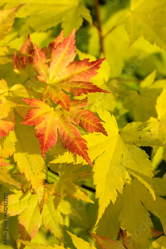 Yellow orange red autumn maple leaves in sunny day. A change of seasons from summer to fall. Japanese maple foliage background. Yellow autumn leaves. Fall landscape, golden tree in the forest or park.