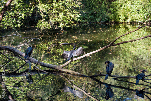 A flock of black herons on trees over water.