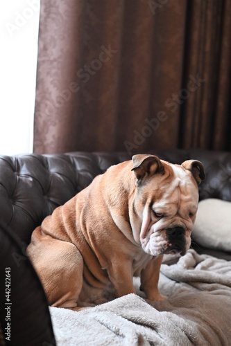 English Bulldog sitting in a way in a chair in the living room and looking forward. 