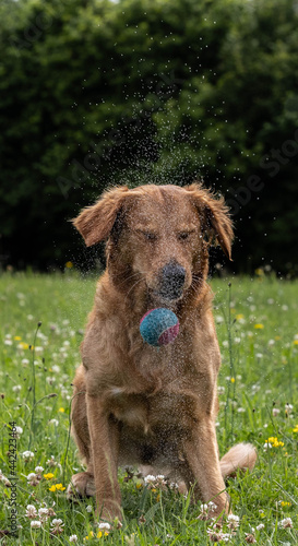 golden retriever dog