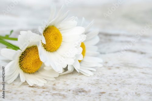 Flat lay composition of three garden chamomile flowers on marble stone texture background. Backdrop with copy space. Selective focus on flowers