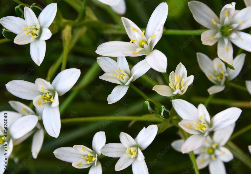 Ornithogalum umbellatum or Grass lily flower in the garden.Selective focus. Ornithogalum umbellatum or Grass lily flower in the garden.Selective focus.