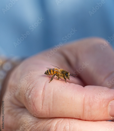 Honeybee on a hand